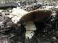 Óriás csiperke (Agaricus augustus), Budai-hegység